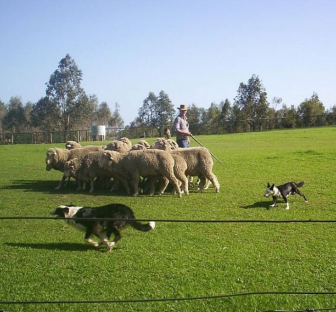 Sheep Dog Show 